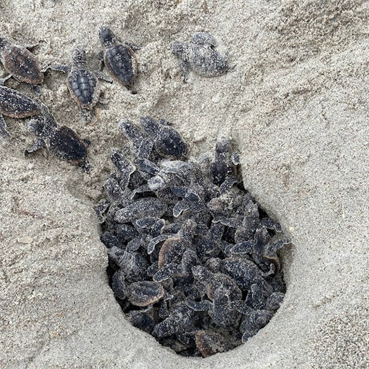 Adopt a Nest Program - 2026 Season